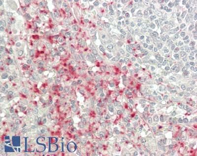 IHC-plus™ CXCL7 / PPBP Antibody