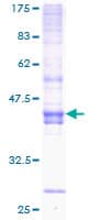 Human ICOS / CD278 Protein (Recombinant GST)
