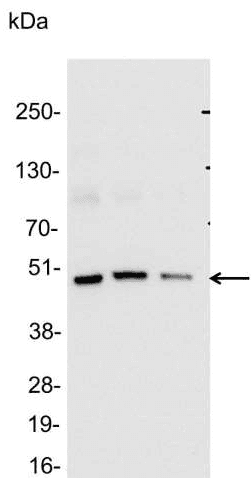 Polyclonal Rabbit Glu-Glu Tag Antibody (aa314-319, WB)