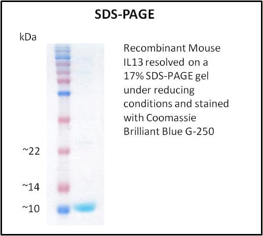 Mouse IL13 Protein (Recombinant)