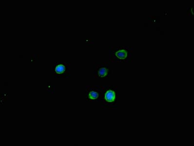 TSPAN32 / PHEMX Antibody