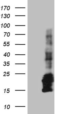 CHCHD10 Antibody (aa17-142, clone OTI3B8)