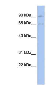 RASGRP2 Antibody (aa35-84)
