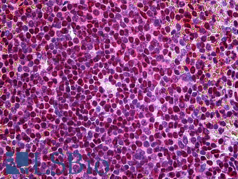 IHC-plus™ FZR1 Antibody (clone 4C4)
