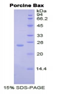 Pig BAX Protein (Recombinant His, N-Terminal)
