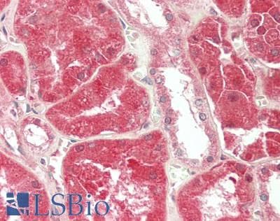 IHC-plus™ PGLYRP2 Antibody (aa22-576)