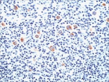 SSEA-1 / Lewis x / CD15 Antibody (clone SPM490, Azide-free, BSA-free)