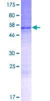 Human APOOL / Apolipoprotein O-Like (Recombinant GST)