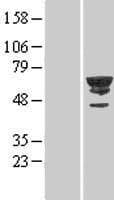 CDK19 / CDK11 Protein (Over-Expression Lysate Myc-DDK (Flag))