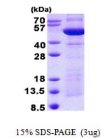 Human SYT4 Protein (Recombinant His)