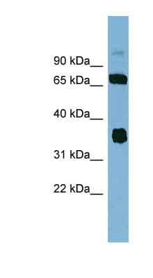 OSGEP Antibody (aa35-84)