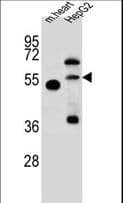 NOSTRIN Antibody (aa296-325)