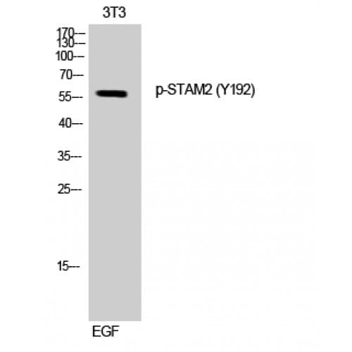 STAM2 Antibody (130-210 aa)