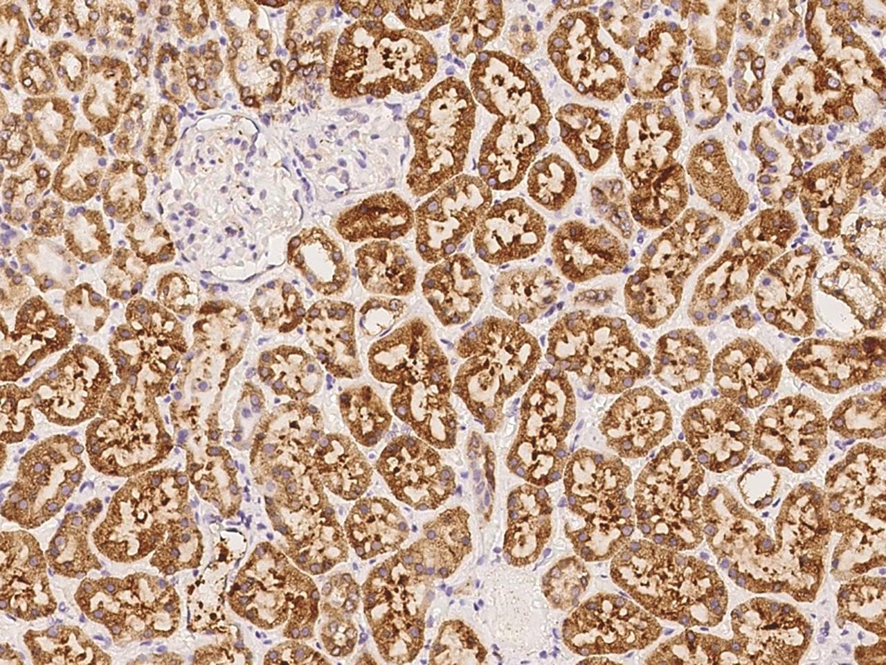 SLC38A1 / NaT2 Antibody