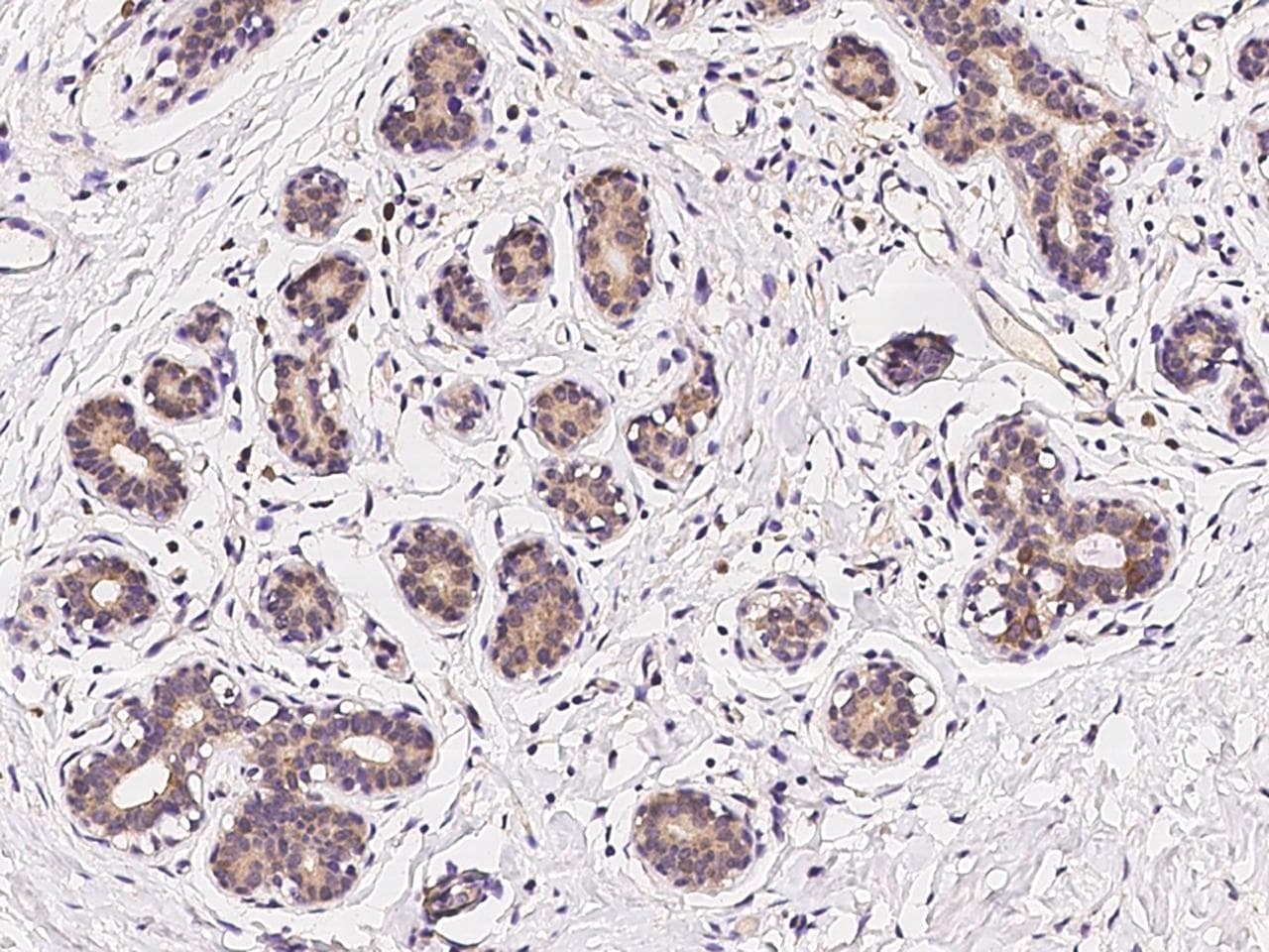 C19orf57 Antibody