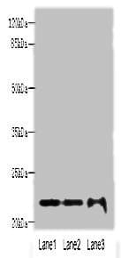 Polyclonal Rabbit anti-Human MRPS18A Antibody