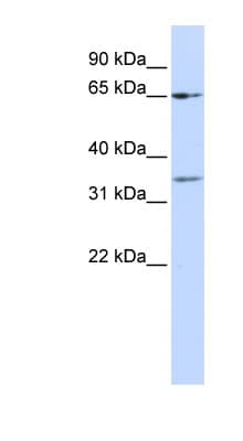 ZNF157 Antibody (N-Terminus)