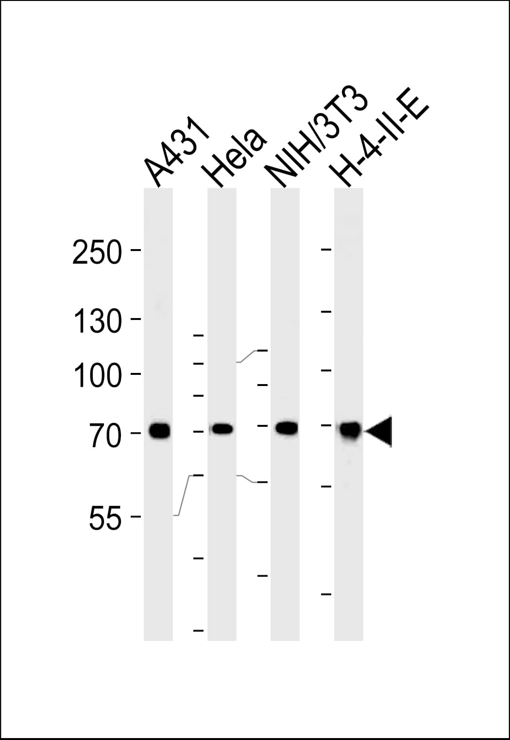 HSPA8 / HSC70 Antibody (aa82-110)