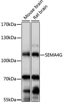 SEMA4G / Semaphorin 4G Antibody