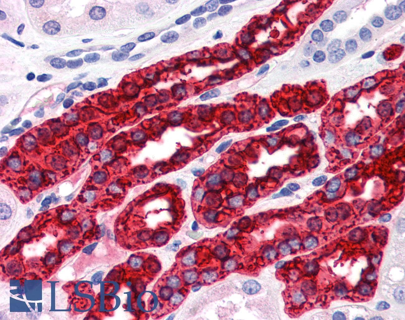 PathPlus™ Monoclonal Mouse anti-Human UMOD / Uromodulin Antibody (clone 10.32, IHC, IF)