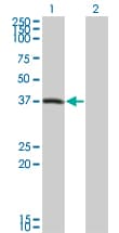 PEX10 Antibody (clone 1B8)