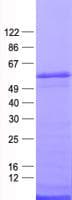 Human ZNF365 Protein (Recombinant His, N-Terminal)