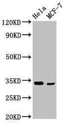 NFKBID / IkappaBNS Antibody