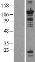 Human OR52N1 Protein (Over-Expression Lysate Myc-DDK (Flag))