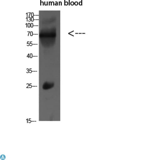 Polyclonal Rabbit anti-Human IL16 Antibody (WB)