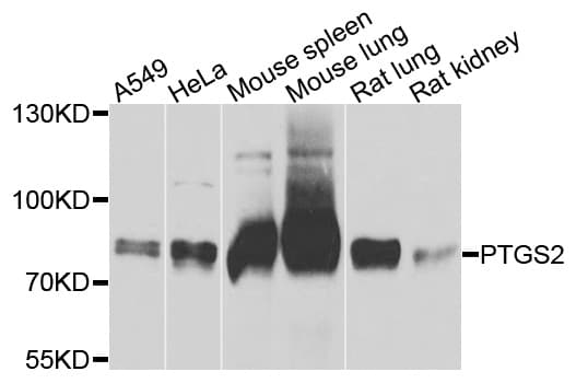 Polyclonal Rabbit anti-Human PTGS2 / COX2 / COX-2 Antibody (WB)