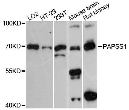 PAPSS 1 Antibody
