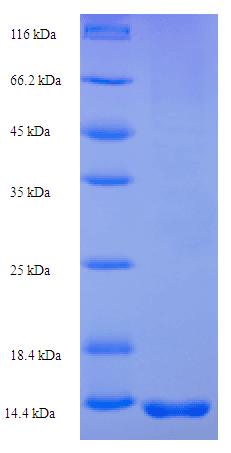 Dactylis glomerata Pollen Allergen Dac g 3 Protein (Recombinant His)