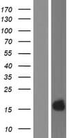 KRTAP4-1 Protein (Over-Expression Lysate Myc-DDK (Flag))