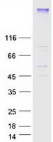 Human SIPR2 / S1P2 / EDG5 Protein (Recombinant Myc-DDK (Flag))
