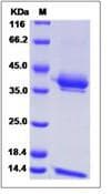 Monkey-Cynomolgus CD1E + B2M Heterodimer Protein (Recombinant His,N-terminus)