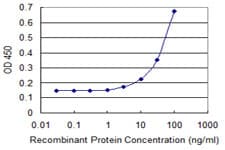 ZNF8 Antibody (clone 2C6)