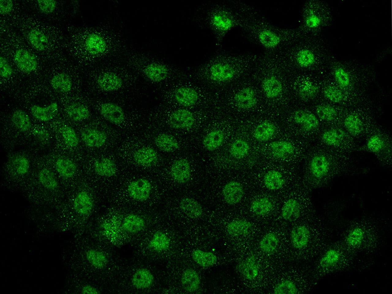 C7orf25 Antibody