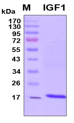 Human IGF1 Protein (Recombinant 6His, N-terminus)