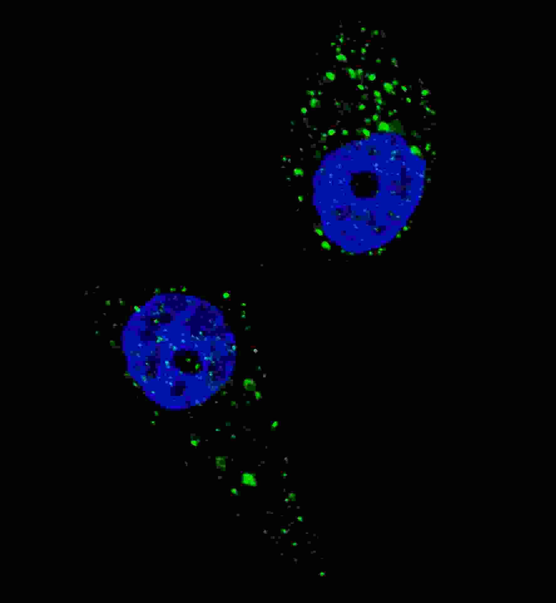 UVRAG Antibody (aa666-699)