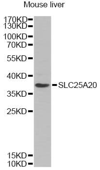 SLC25A20 / CACT Antibody