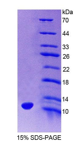 Mouse HOPX / HOP Protein (Recombinant His-T7)