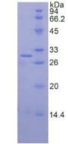Dog VCAM1 / CD106 Protein (Recombinant His-T7)