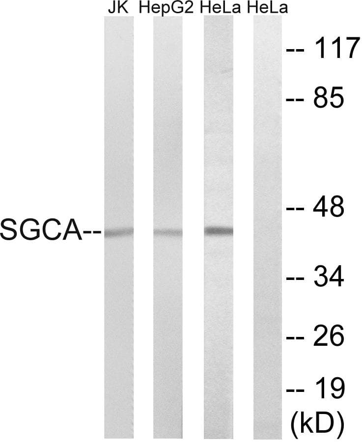 SGCA / DAG2 Antibody