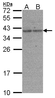XRCC3 Antibody