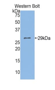 GOB5 / CLCA1 Antibody (aa416-670)