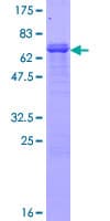 Human PCDH1 / PCD1 Protein (Recombinant GST)