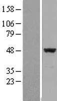 EIF4A2 Protein (Over-Expression Lysate Myc-DDK (Flag))