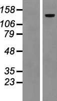 LAMC2 / Laminin Gamma 2 Protein (Over-Expression Lysate Myc-DDK (Flag))