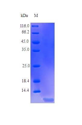 Human IGF2 Protein (Recombinant)