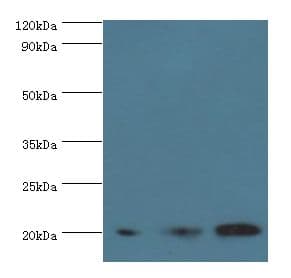 COXIV / COX4 Antibody (aa23-169)